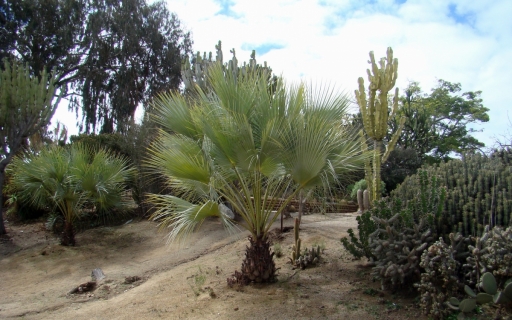 Desert-Garden-in-Balboa-Park-11