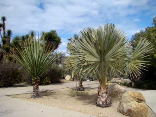 Desert-Garden-in-Balboa-Park-12