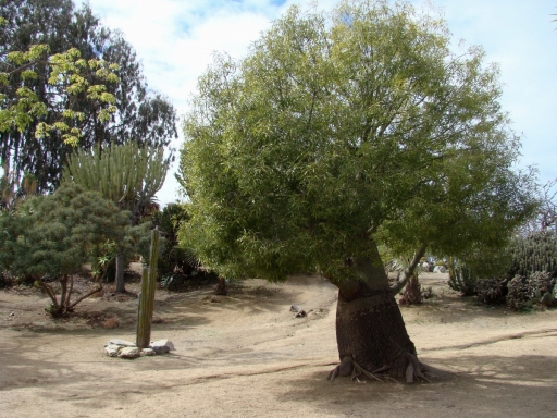 Desert-Garden-in-Balboa-Park-13