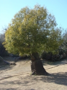 Desert-Garden-in-Balboa-Park-14
