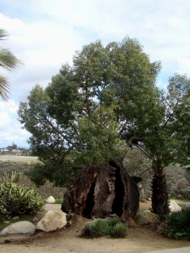 Desert-Garden-in-Balboa-Park-15