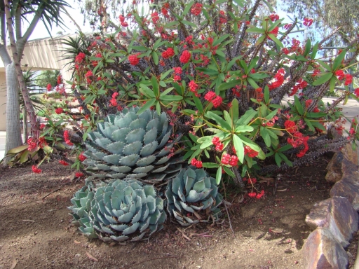 Desert-Garden-in-Balboa-Park-16