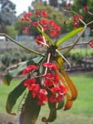 Desert-Garden-in-Balboa-Park-17