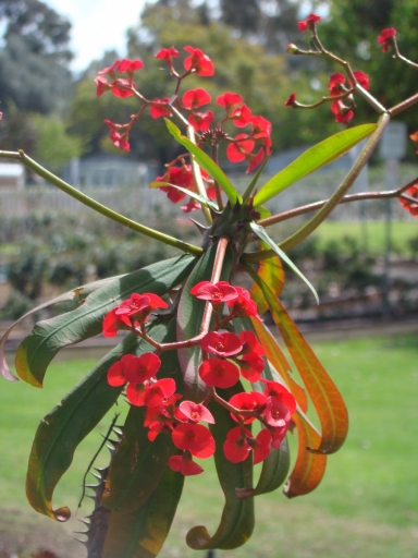 Desert-Garden-in-Balboa-Park-17