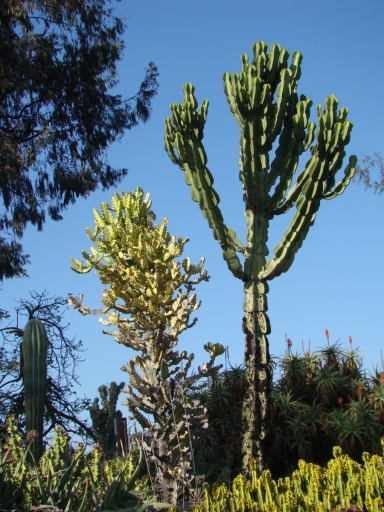Desert-Garden-in-Balboa-Park-18