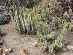 Desert-Garden-in-Balboa-Park-19
