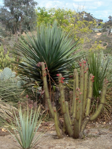 Desert-Garden-in-Balboa-Park-20