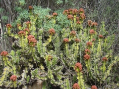Desert-Garden-in-Balboa-Park-21
