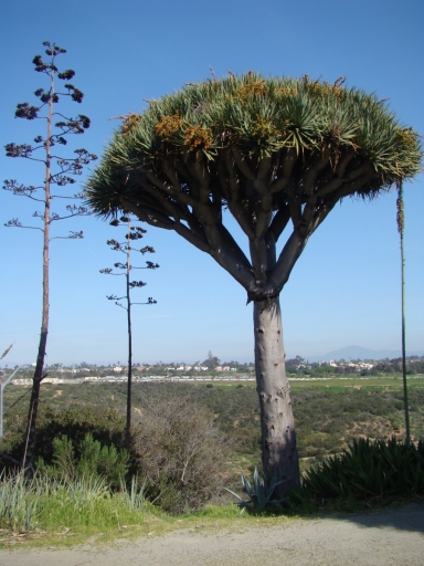 Desert-Garden-in-Balboa-Park-22