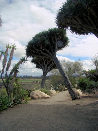 Desert-Garden-in-Balboa-Park-23