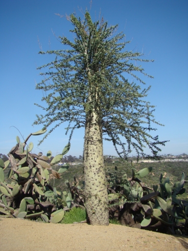 Desert-Garden-in-Balboa-Park-24