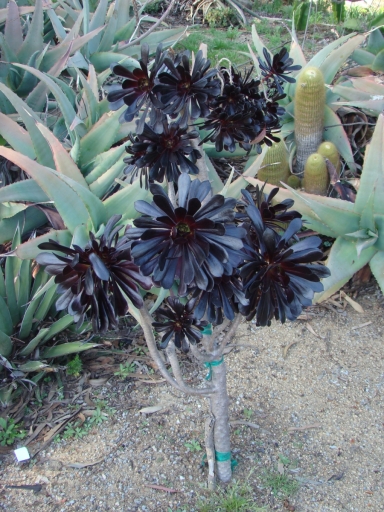 Desert-Garden-in-Balboa-Park-25