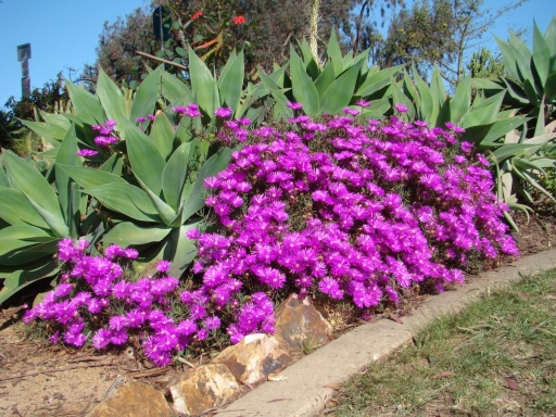 Desert-Garden-in-Balboa-Park-26