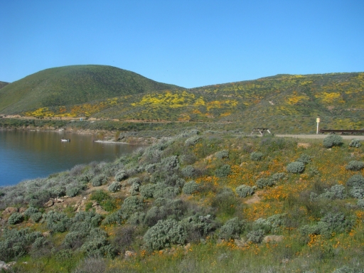 Diamond-Valley-Lake-Wildflowers-01