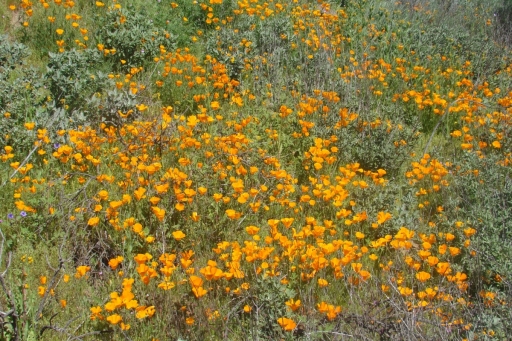 Diamond-Valley-Lake-Wildflowers-02