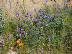 Diamond-Valley-Lake-Wildflowers-03
