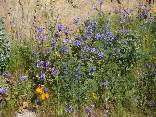 Diamond-Valley-Lake-Wildflowers-03