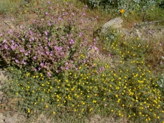 Diamond-Valley-Lake-Wildflowers-04