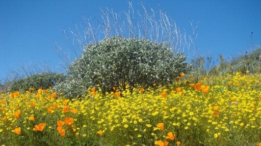 Diamond-Valley-Lake-Wildflowers-05