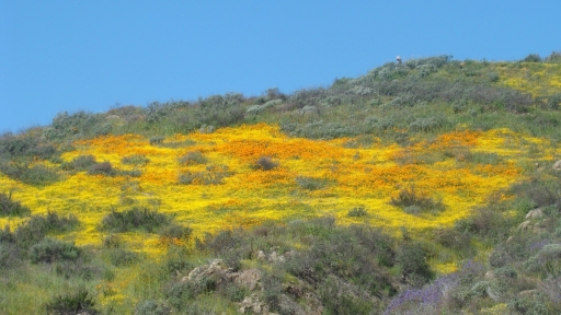 Diamond-Valley-Lake-Wildflowers-06