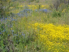 Diamond-Valley-Lake-Wildflowers-07