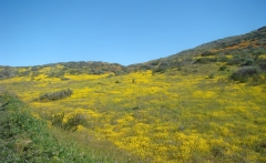 Diamond-Valley-Lake-Wildflowers-08