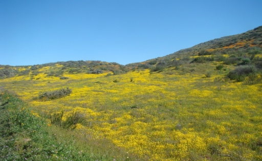 Diamond-Valley-Lake-Wildflowers-08