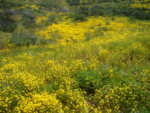 Diamond-Valley-Lake-Wildflowers-09