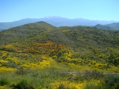 Diamond-Valley-Lake-Wildflowers-10