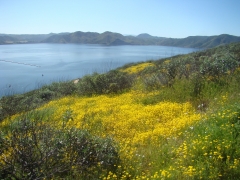 Diamond-Valley-Lake-Wildflowers-11