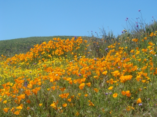 Diamond-Valley-Lake-Wildflowers-12