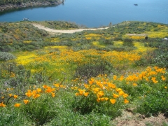 Diamond-Valley-Lake-Wildflowers-13