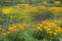 Diamond-Valley-Lake-Wildflowers-14