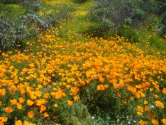 Diamond-Valley-Lake-Wildflowers-15