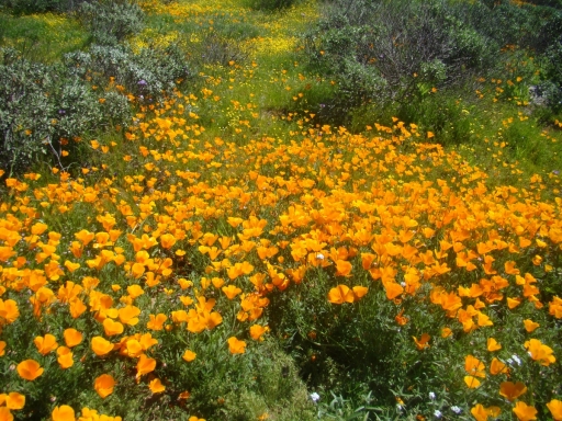 Diamond-Valley-Lake-Wildflowers-15