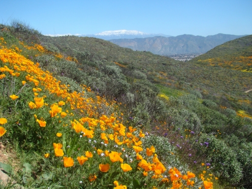 Diamond-Valley-Lake-Wildflowers-16