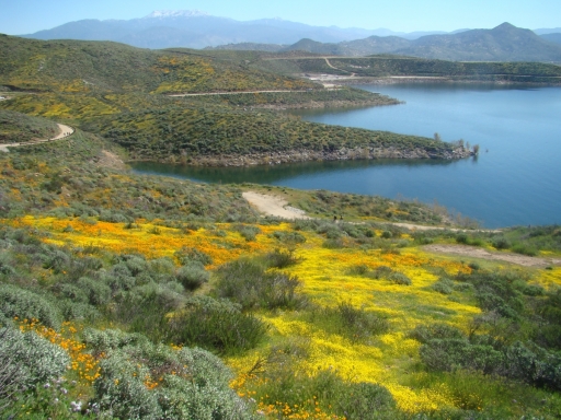 Diamond-Valley-Lake-Wildflowers-18