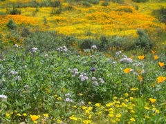 Diamond-Valley-Lake-Wildflowers-19