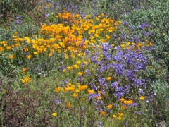 Diamond-Valley-Lake-Wildflowers-20