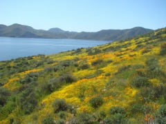 Diamond Valley Lake Wildflowers