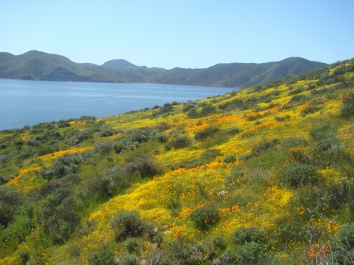 Diamond-Valley-Lake-Wildflowers-21