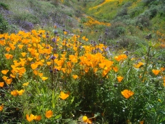 Diamond-Valley-Lake-Wildflowers-22