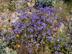 Diamond-Valley-Lake-Wildflowers-23