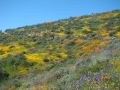 Diamond-Valley-Lake-Wildflowers-25