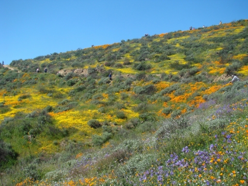 Diamond-Valley-Lake-Wildflowers-25
