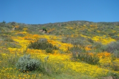 Diamond-Valley-Lake-Wildflowers-26