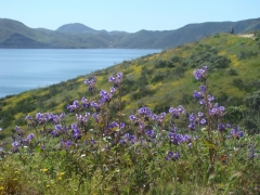 Diamond-Valley-Lake-Wildflowers-28