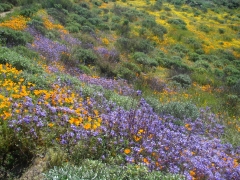 Diamond-Valley-Lake-Wildflowers-29