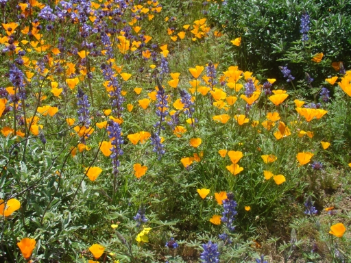 Diamond-Valley-Lake-Wildflowers-30