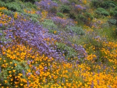 Diamond-Valley-Lake-Wildflowers-31